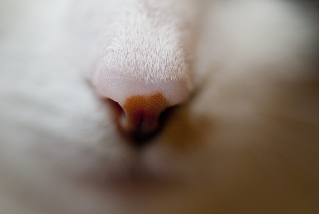 Close-Up Cat Nose Macro: Soft Fur Texture and Hues Wallpaper