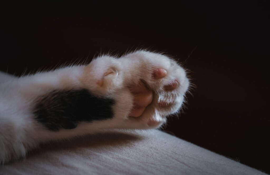 Close-Up Cat Paw Wallpaper: Soft Fur & Delicate Claws