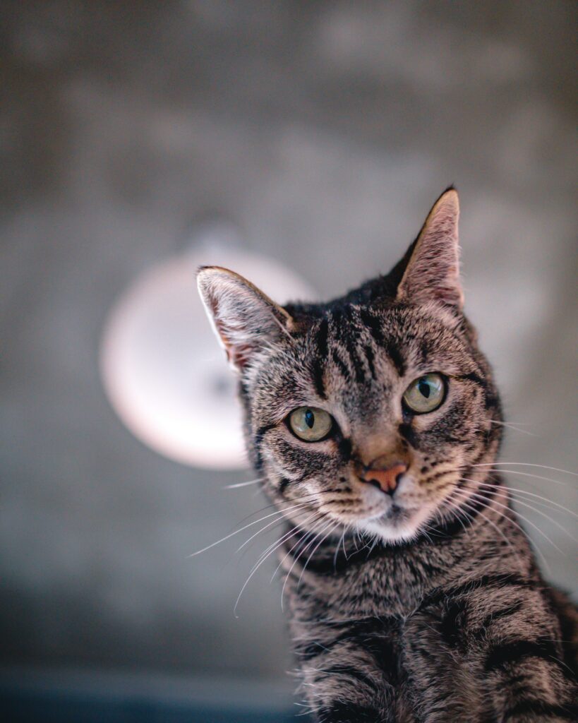 Close-Up Cat Wallpaper: Expressive Eyes & Furry Selfie Pose