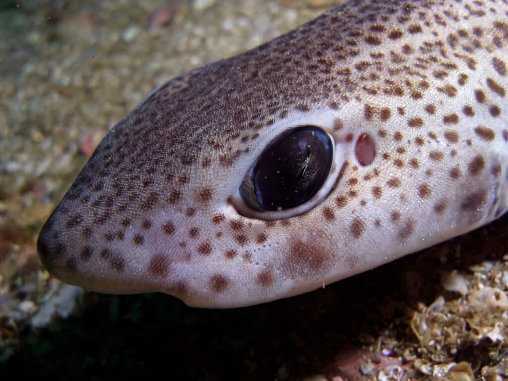 Close-up of cat shark eye with glossy surface and spotted brown black skin texture wallpaper
