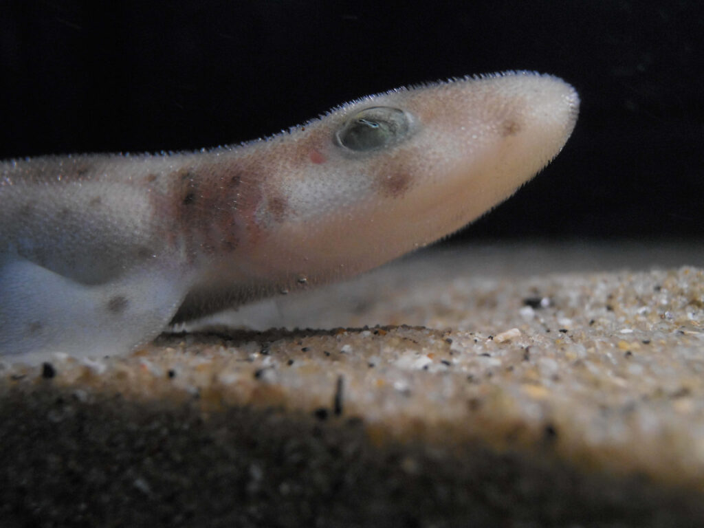 Close-up of cat shark on sandy bed showing textured skin and natural underwater tones wallpaper