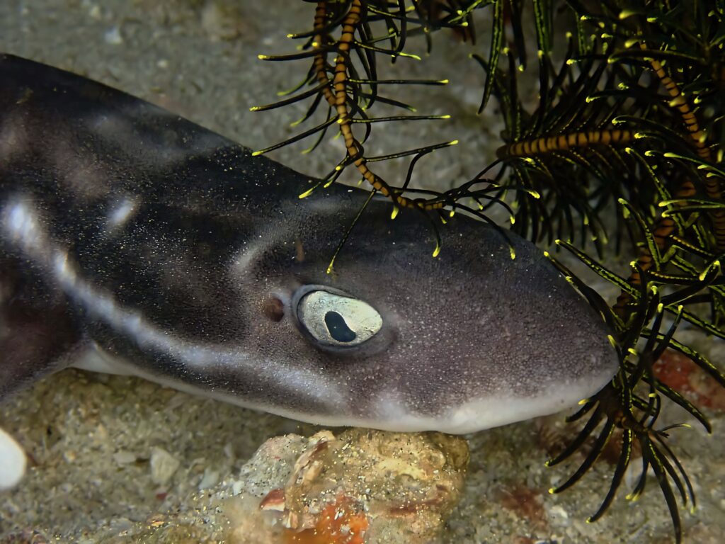 Close-up of cat shark resting on ocean floor with patterned skin and marine plants background Wallpaper