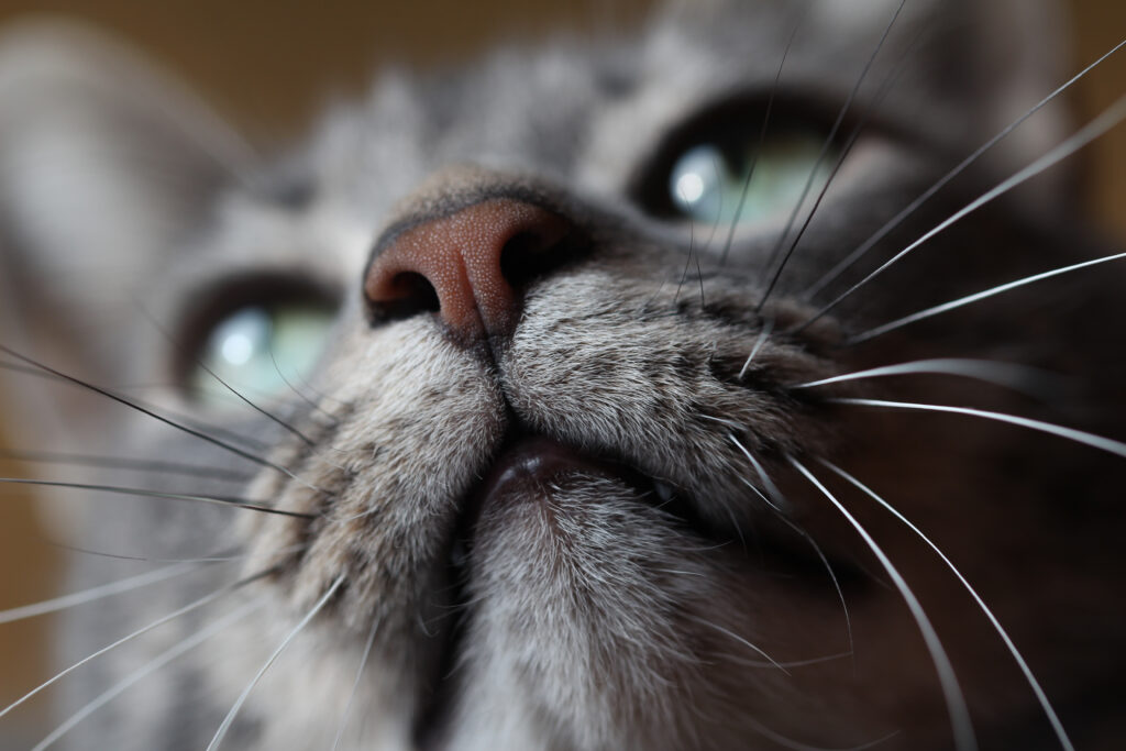 Close-Up Cat Wallpaper: Detailed Fur, Nose & Expressive Eyes