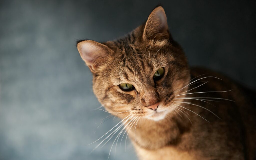 Close-Up Cat Face Wallpaper: Expressive Eyes & Soft Background