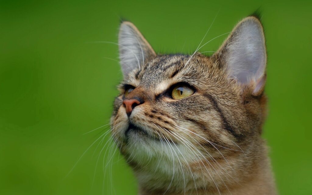 Close-Up Cat Wallpaper: Expressive Eyes on Soft Green Background