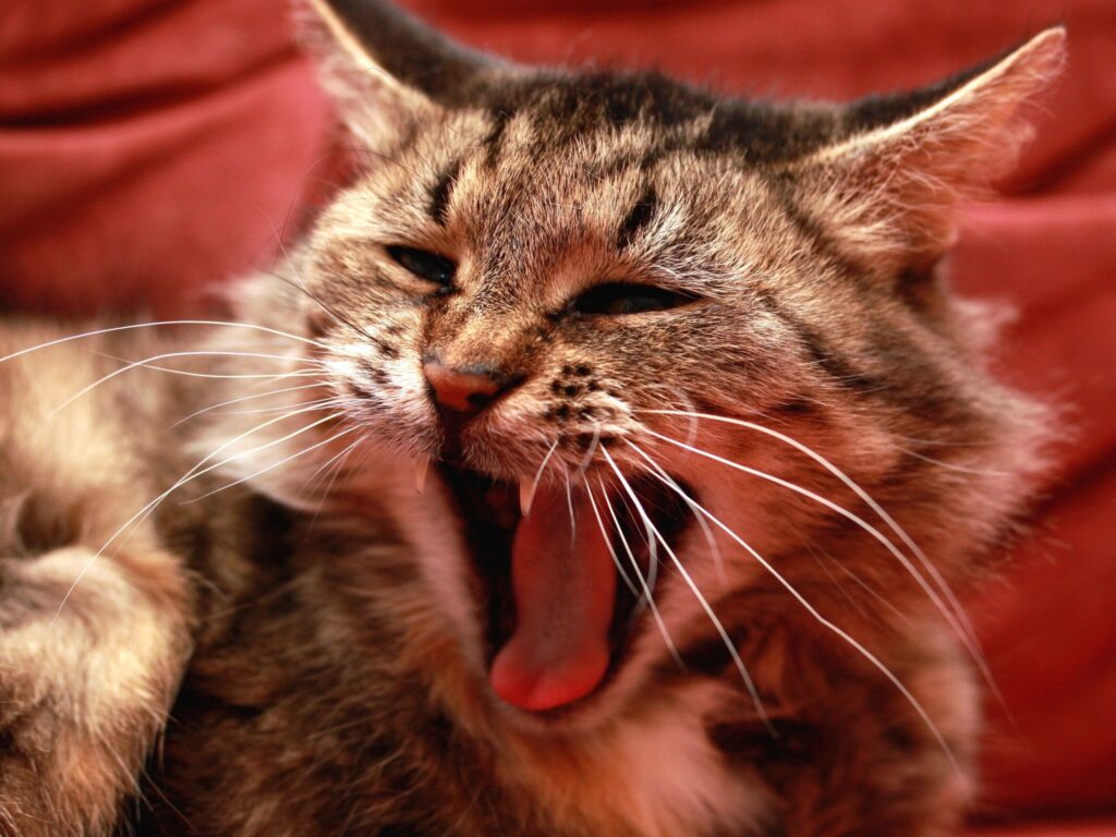 Furry Cat Mid-Meow: Close-Up on Expressive Face & Plush Background Wallpaper