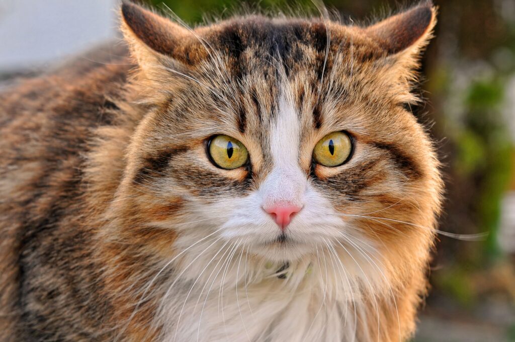 Close-Up Cat Wallpaper: Soft Muzzle & Intense Gaze for Animal Lovers