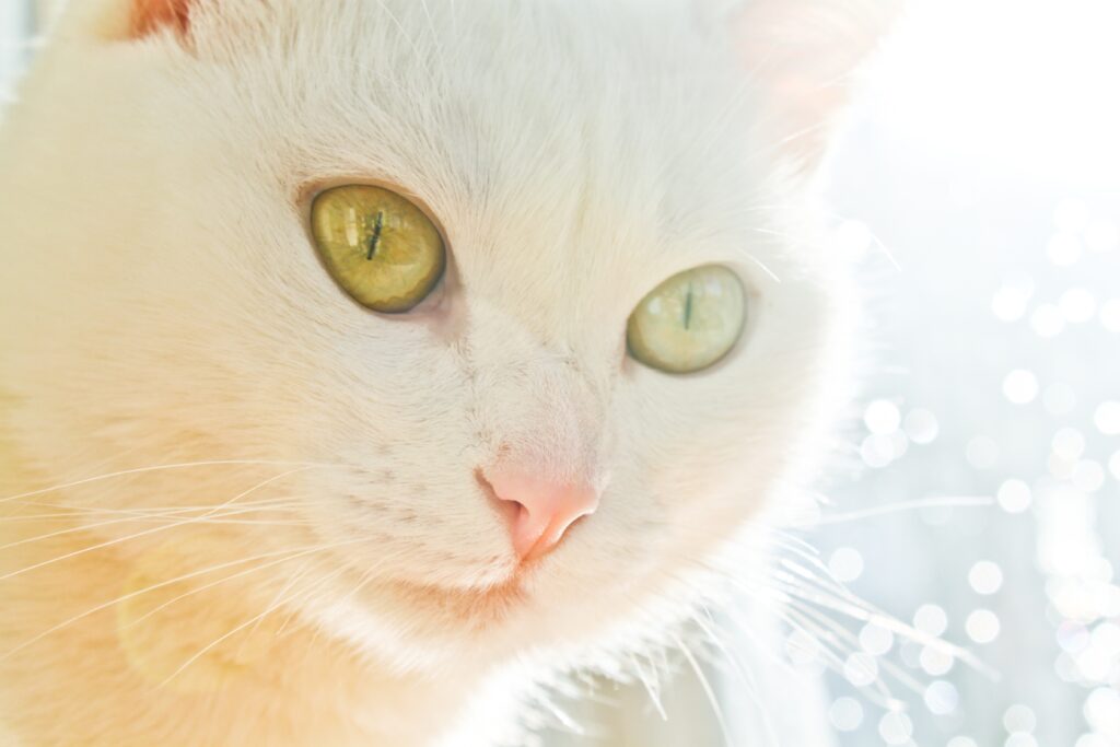 Close-Up Cat Wallpaper: Soft Expression & Beautiful Light Details
