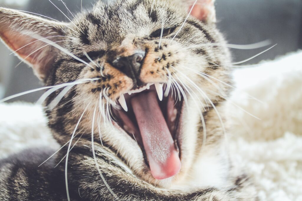Close-Up Cat Wallpaper: Playful Aggression with Sharp Teeth & Fur