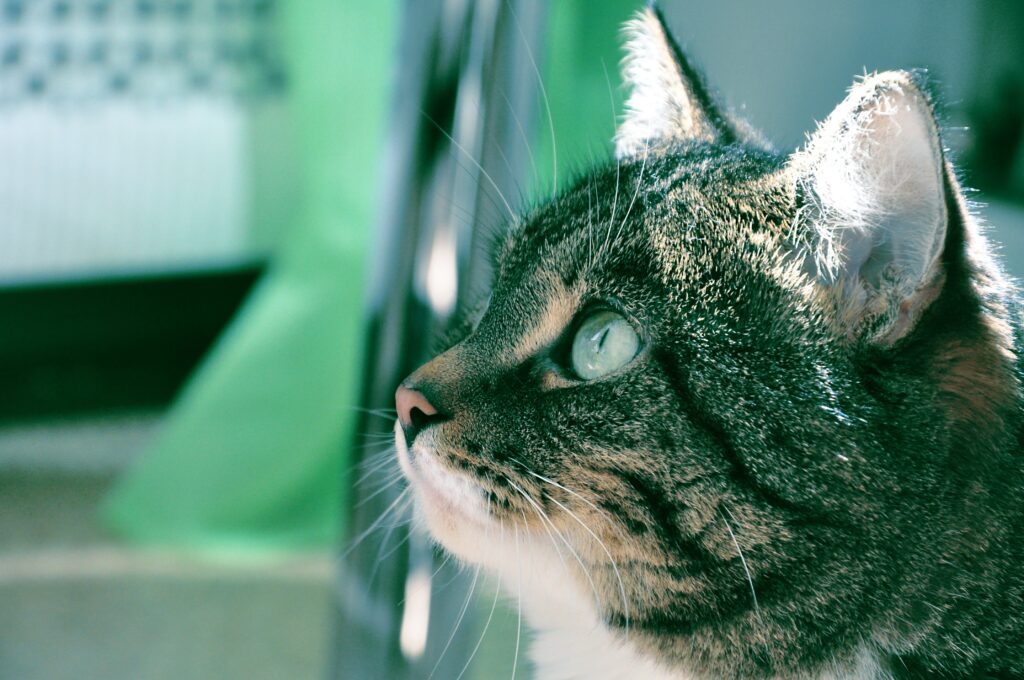 Close-Up Cat Wallpaper: Soft Fur & Serene Bathroom Setting