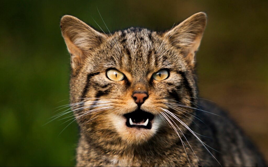 Close-Up Cat Wallpaper with Striking Yellow Eyes and Whiskers