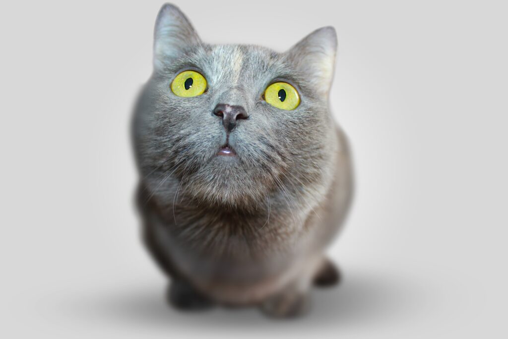 Close-Up Cat Wallpaper: Striking Yellow Eyes on Neutral Background