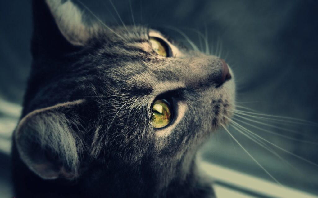 Stunning Cat Wallpaper: Detailed Fur & Mesmerizing Eyes Close-Up