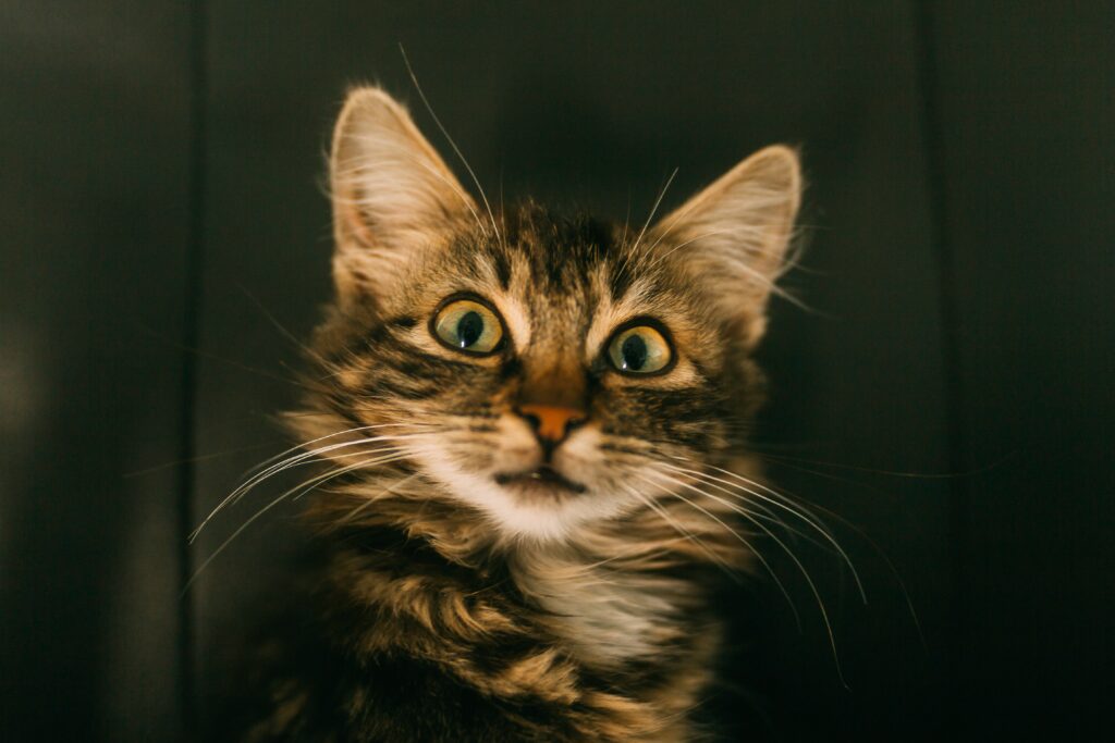 Close-Up Cat Wallpaper: Happy Feline with Vibrant Eyes & Dark Background