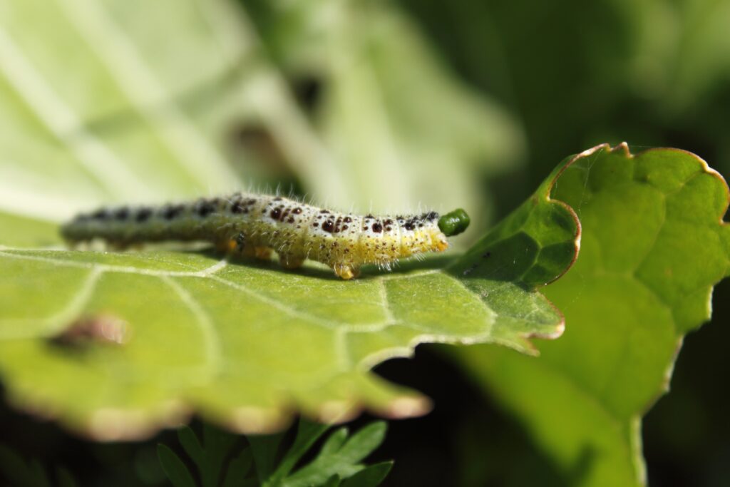 Vibrant Green Leaf with Caterpillar: Intricate Wallpaper Background