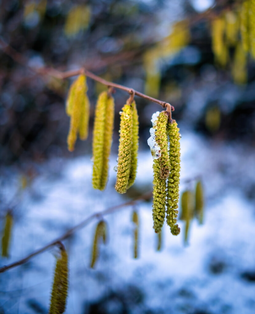 Springtime Wallpaper: Close-Up of Yellow-Green Catkins in Bloom