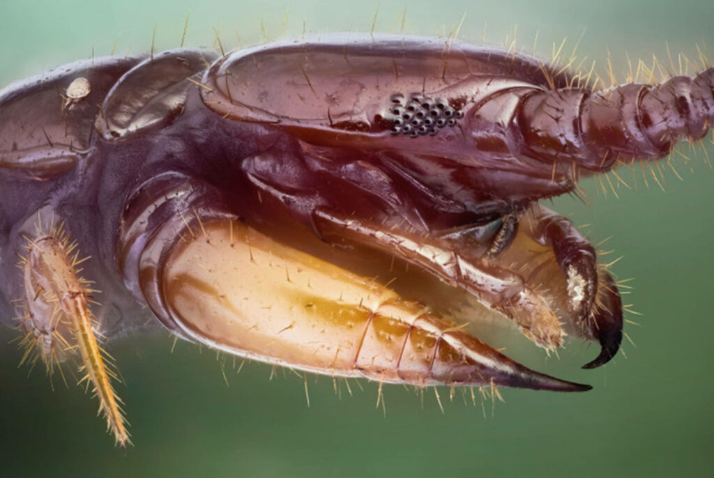 Close-Up Centipede Wallpaper: Intricate Details & Eerie Texture