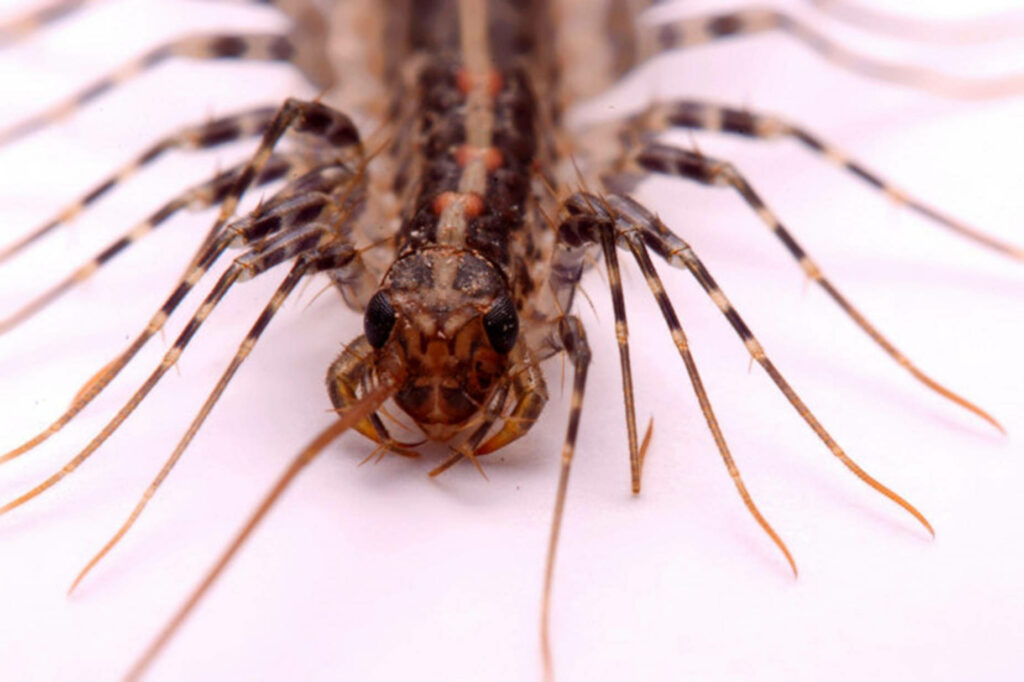 Close-Up Centipede Wallpaper: Detailed Antennae and Exoskeleton