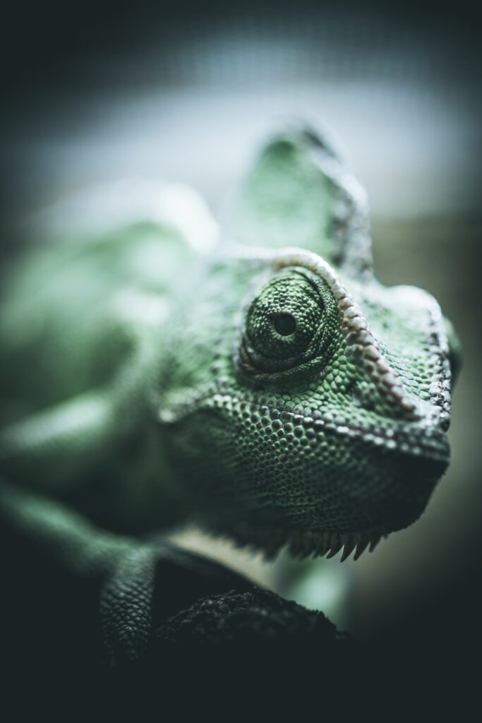 Intricate Chameleon Scales: A Close-Up Wallpaper of Nature's Beauty