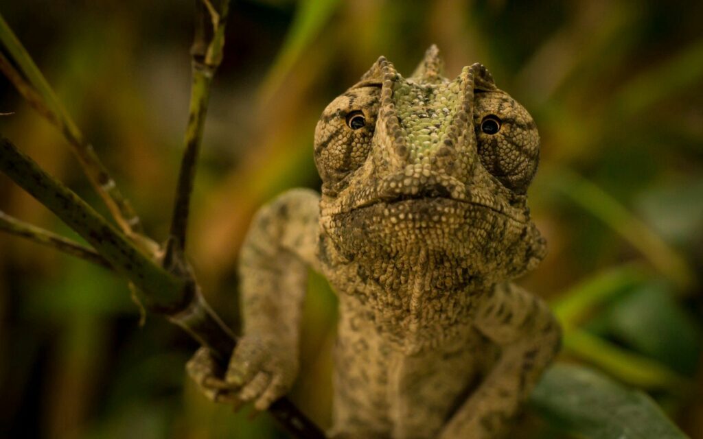 Close-Up Chameleon Wallpaper: Textured Skin & Distinctive Eyes