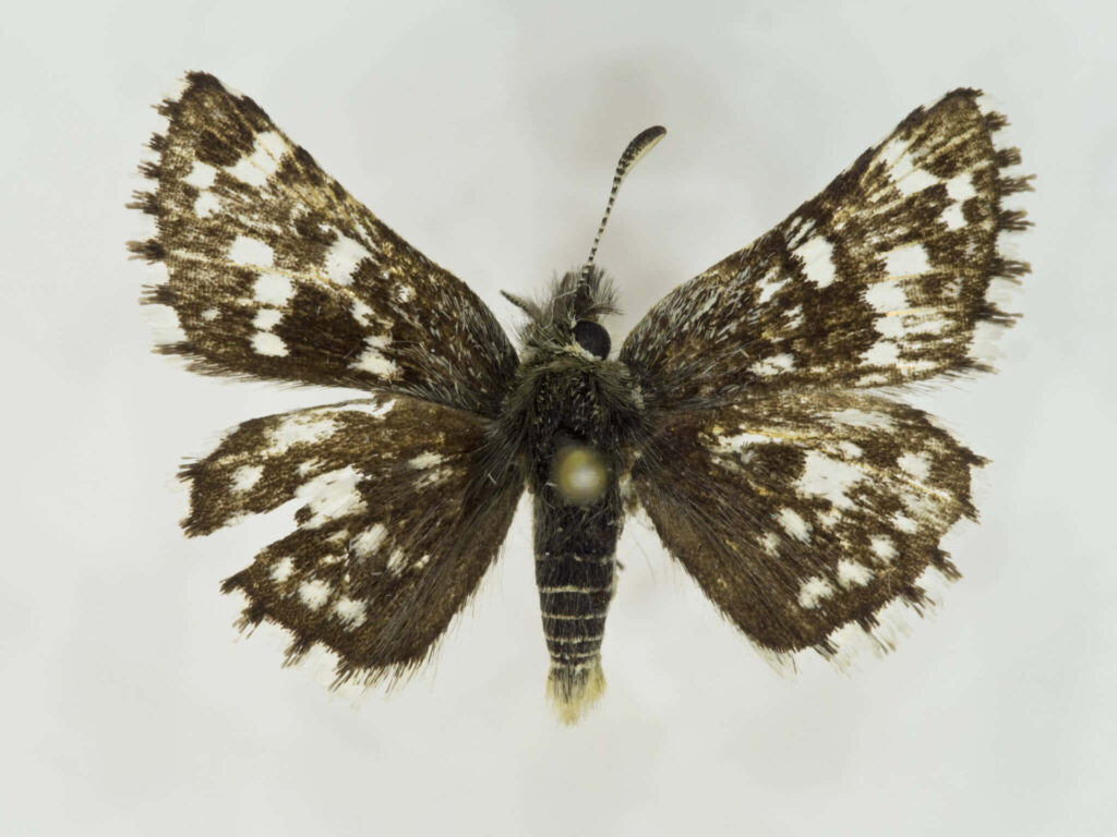 Checkered Skipper Butterfly Close-Up: Intricate Black & White Wings Wallpaper