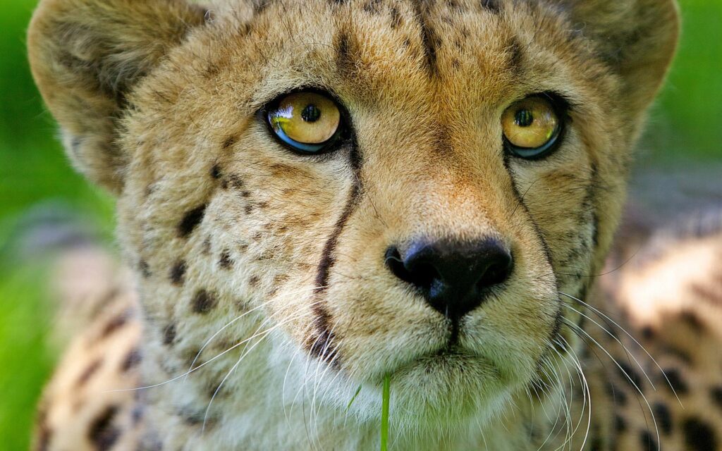 Close-Up of Cheetah Cub: Striking Eyes & Delicate Fur Wallpaper