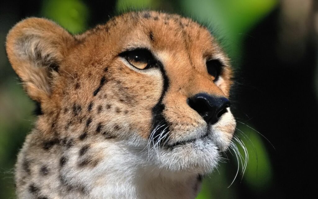 Stunning Cheetah Close-Up Wallpaper: Intense Eyes & Majestic Fur