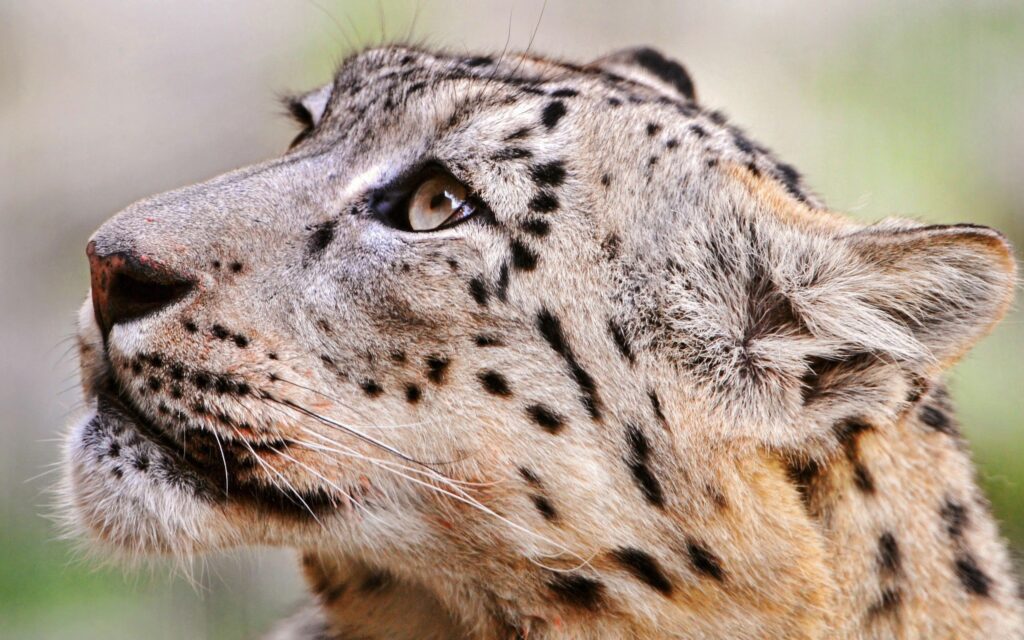 Close-Up Cheetah Wallpaper: Intense Gaze & Spotted Fur Detail
