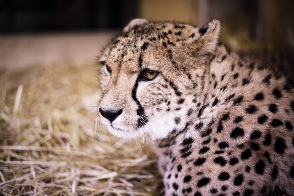 Close-Up Cheetah Portrait: Majestic Predator in Natural Habitat Wallpaper