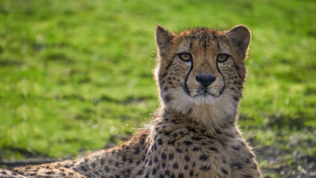 Close-Up Cheetah Wallpaper: Distinctive Marks & Vibrant Green Background