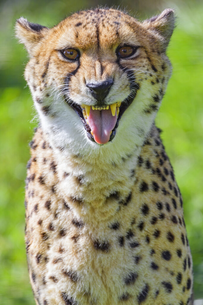 Close-Up Cheetah Wallpaper: Striking Features in Nature