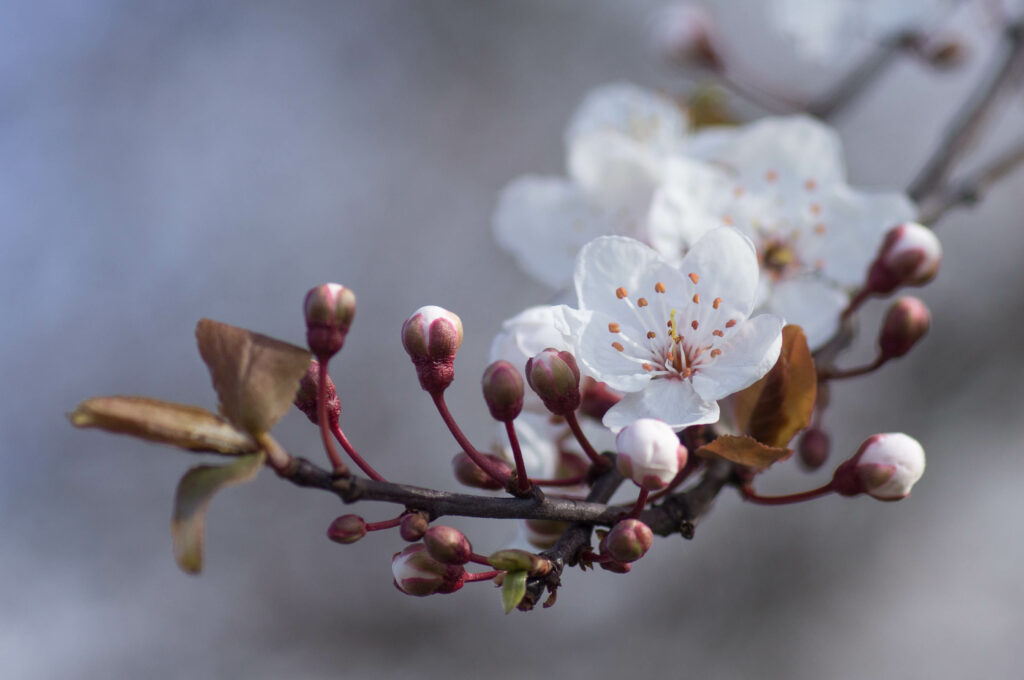 Blossoming Cherry Flowers Close-Up: Spring's Serene Beauty Wallpaper