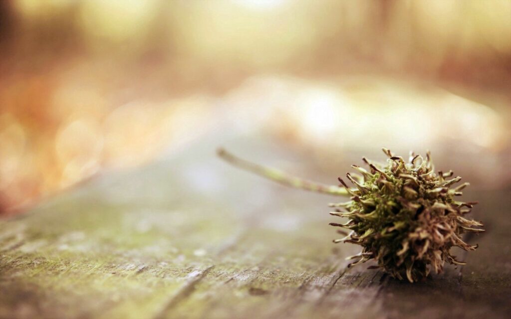Chestnut Close-Up on Wood: Warm Earthy Tones Wallpaper Background