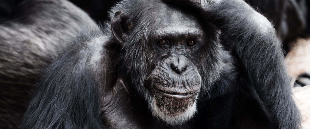 Close-Up of Curious Chimpanzee: Expressive Eyes & Fur Texture Wallpaper
