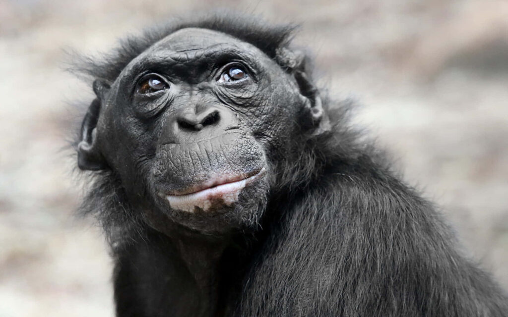 Close-Up Chimpanzee Wallpaper: Captivating Gaze Against Nature