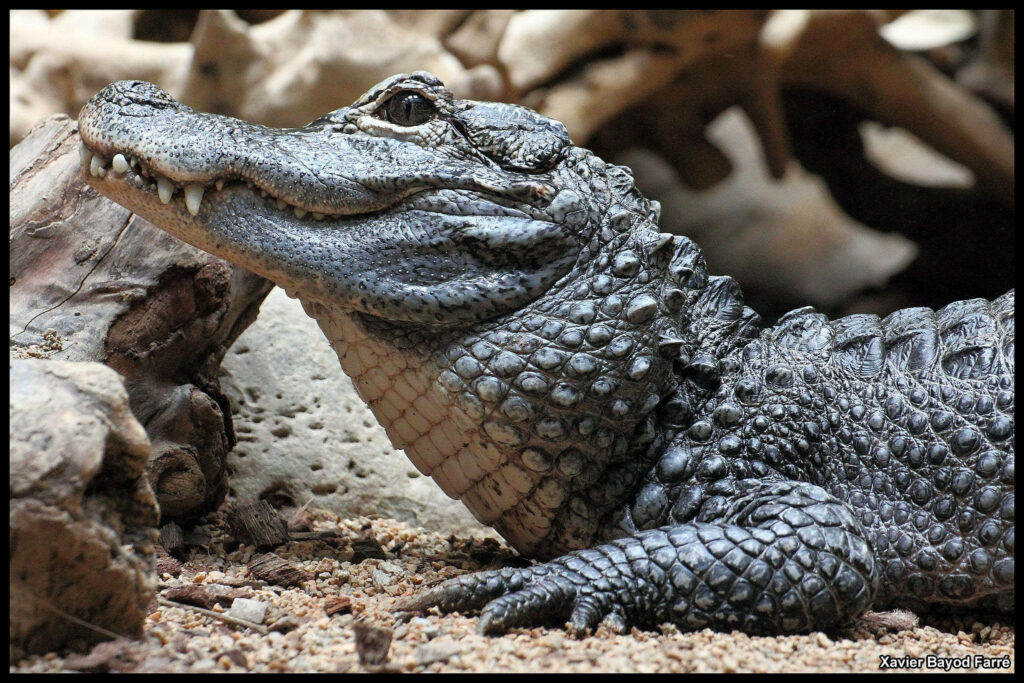 Close-Up of Chinese Alligator: Textured Scales in Natural Habitat Wallpaper