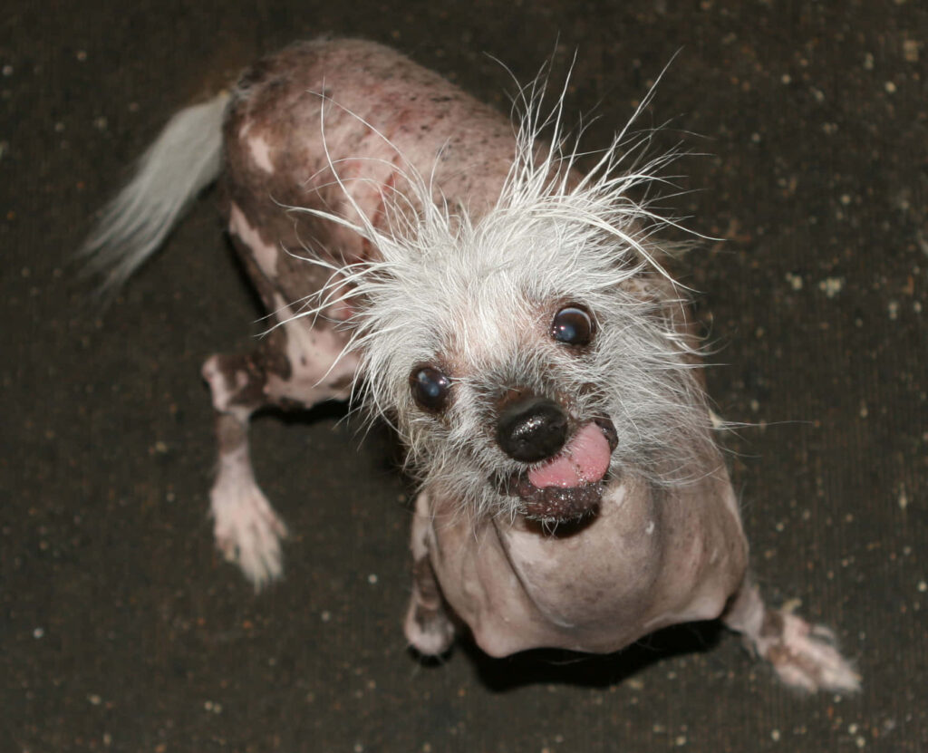 Close-Up of Playful Chinese Crested Dog on Textured Wallpaper