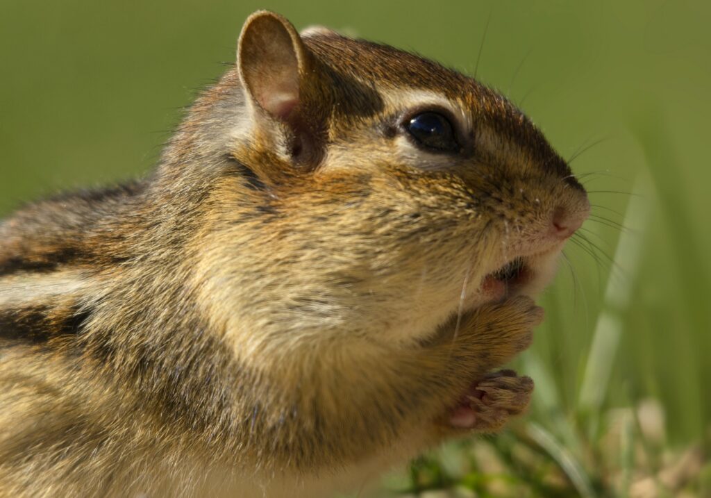 Chipmunk Close-Up: Detailed Fur & Inquisitive Expression on Grass Wallpaper