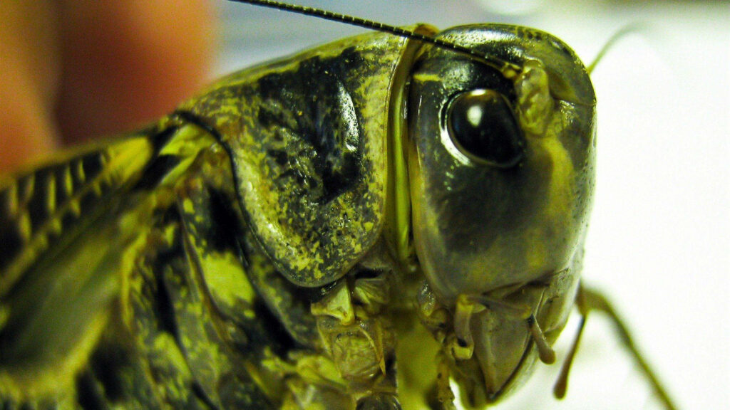 Close-Up Chorthippus Biguttulus Grasshopper Wallpaper - Intricate Textures