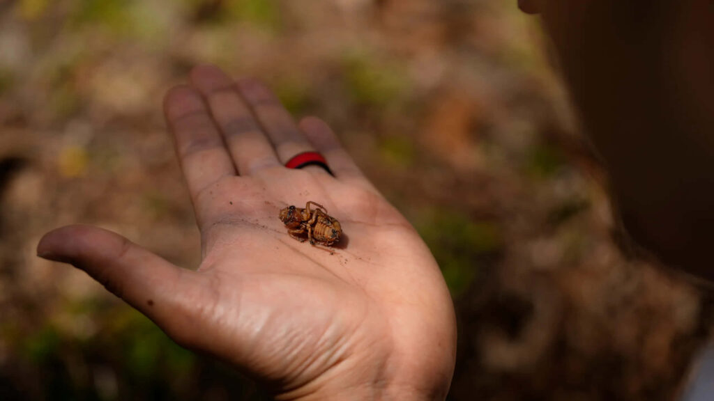 Close-up of cicada nymph on human hand showing detailed shell and natural earthy tones background Wallpaper