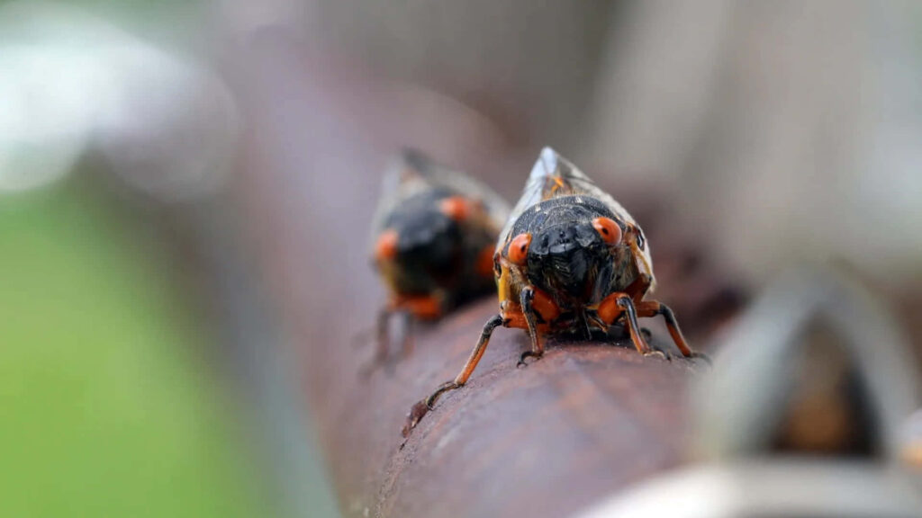 Close-up of two cicadas on branch vibrant orange and black patterns with blurred natural background Wallpaper