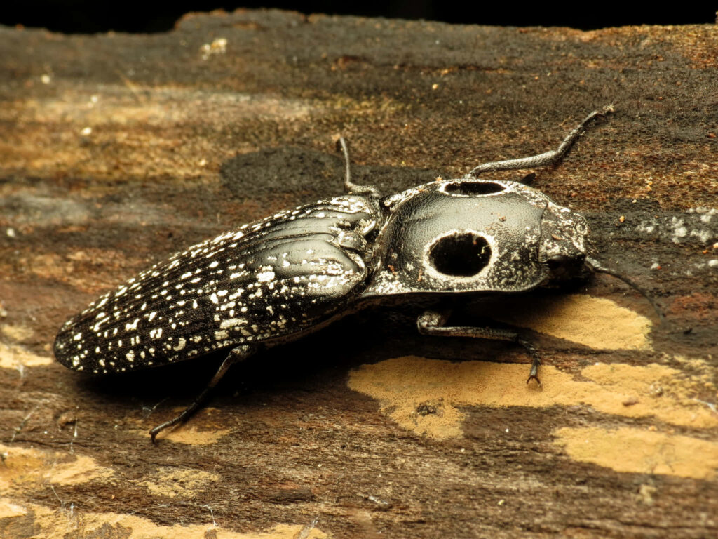 Close-up of textured black and white click beetle on rough wooden surface detailed exoskeleton Wallpaper