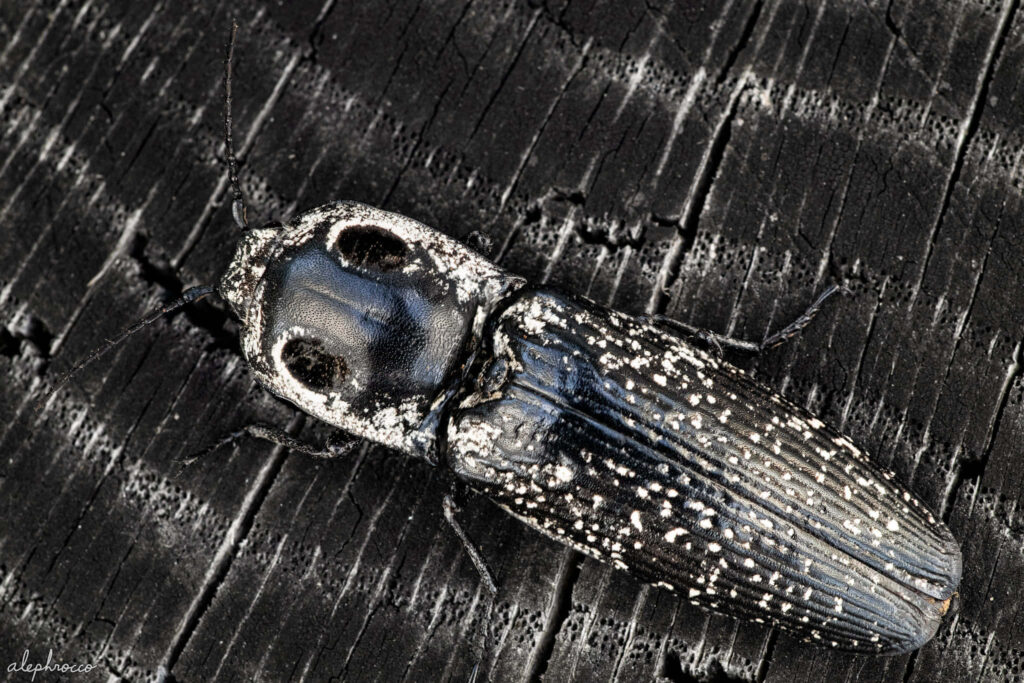 Close-up of a black and white click beetle on dark textured surface with detailed natural lighting Wallpaper