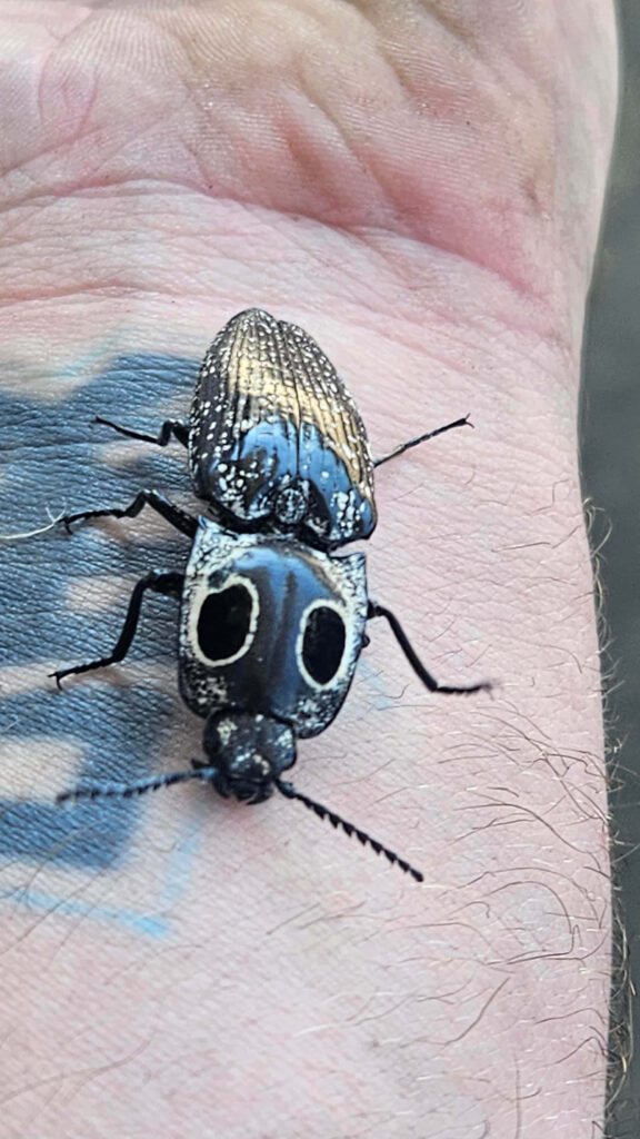 Close-up of dark click beetle with large eye spots on human hand showing detailed textures Wallpaper