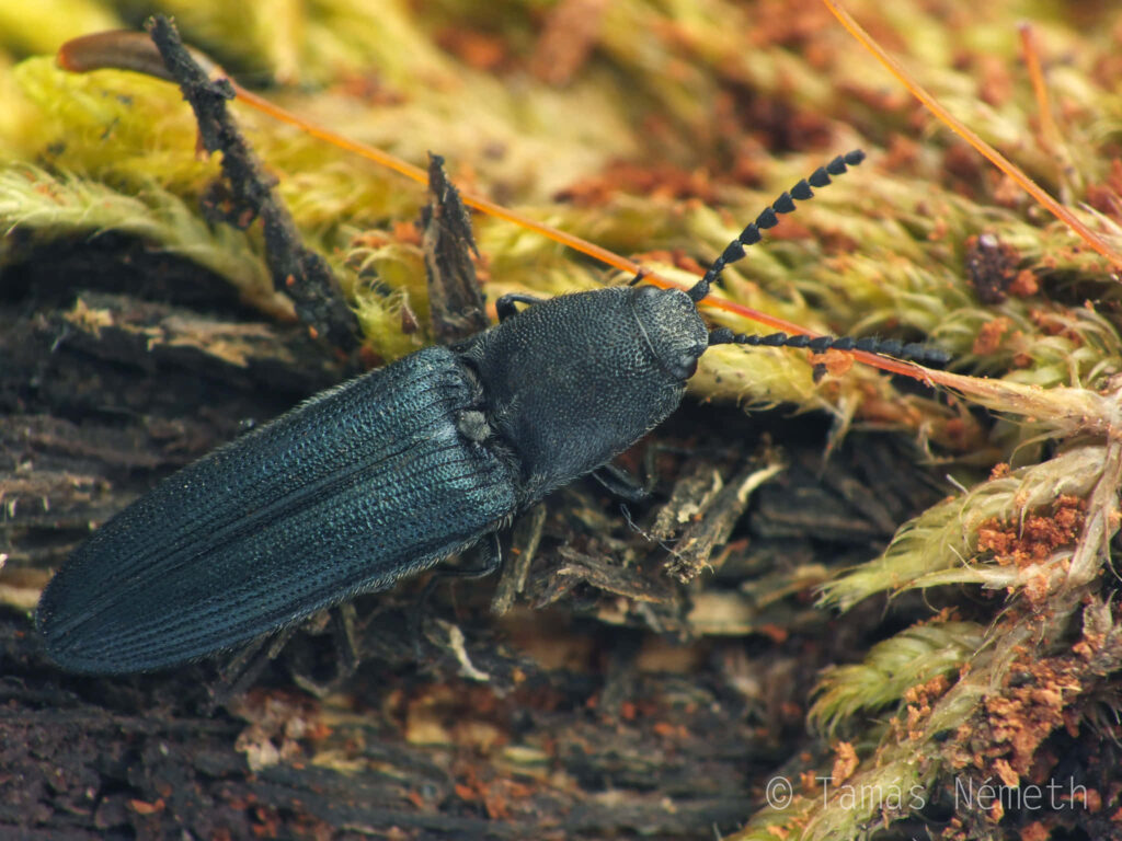 Close-up of click beetle on vibrant forest floor with textured dark exoskeleton and moss background Wallpaper