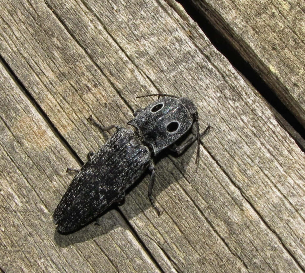 Close-up of click beetle with textured dark body and black eyespots on weathered wood background Wallpaper