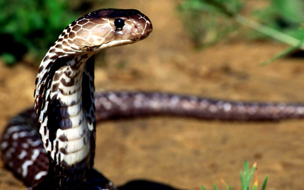Close-Up Cobra Wallpaper: Intricate Scales & Striking Patterns