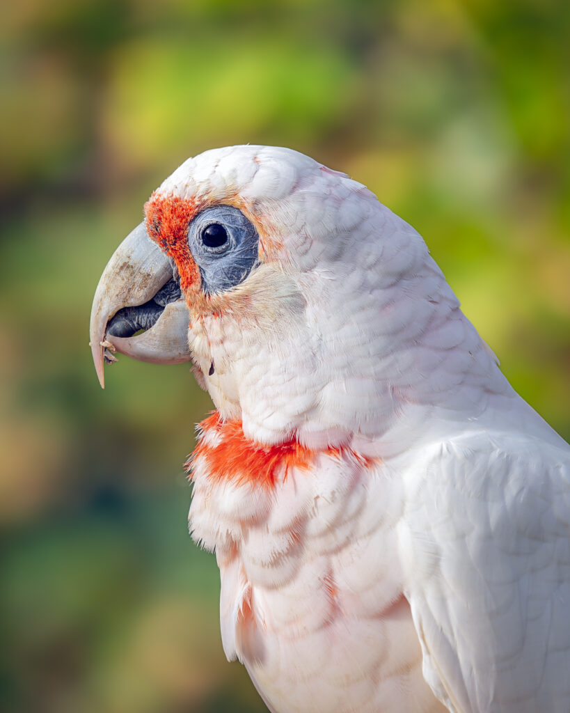 Vivid White Cockatoo Close-Up with Red Markings on Green Background Wallpaper