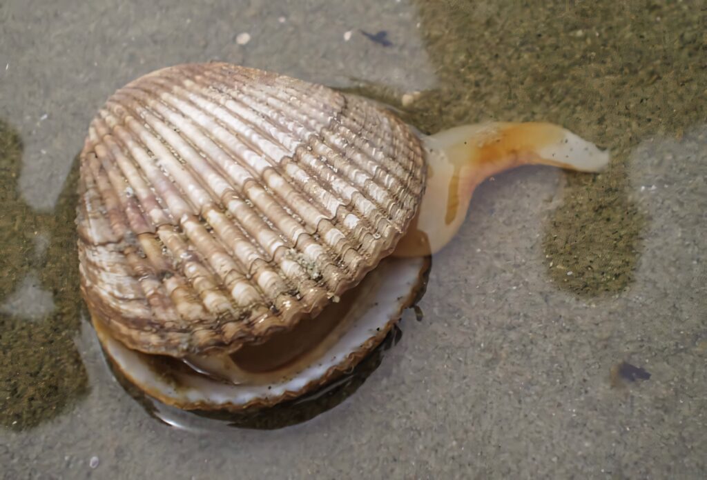 Close-up of a cockle shell with intricate ridges resting on wet sandy beach shallow water Wallpaper