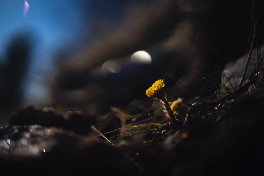Serene Coltsfoot Flower Wallpaper: Macro Close-Up in Nature